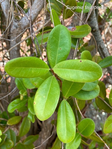 Eugenia (alternate view 4)