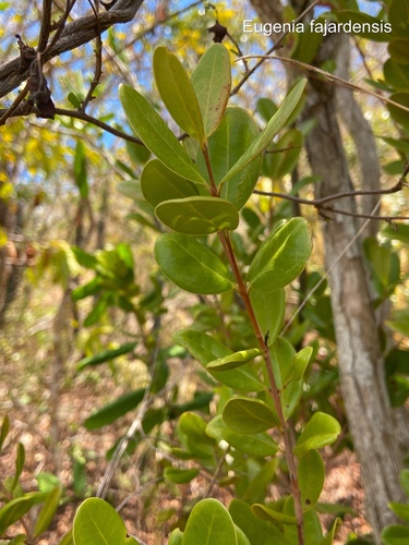 Eugenia (alternate view 6)
