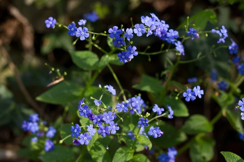 Brunnera macrophylla (perennial forget-me-not)