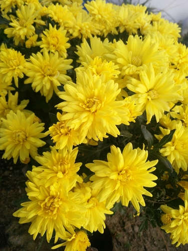 Chrysanthemum × morifolium (Garden Mum)