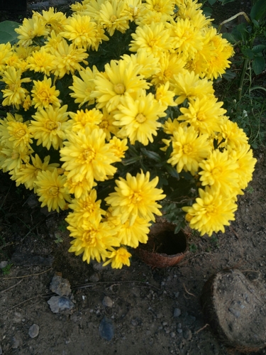 Chrysanthemum × morifolium (Garden Mum) (alternate view 2)