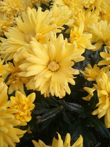 Chrysanthemum × morifolium (Garden Mum) (alternate view 3)