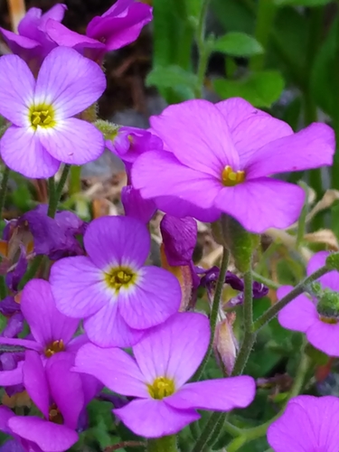 Aubrieta deltoidea (purple rock cress)