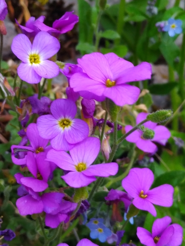 Aubrieta deltoidea (purple rock cress)
