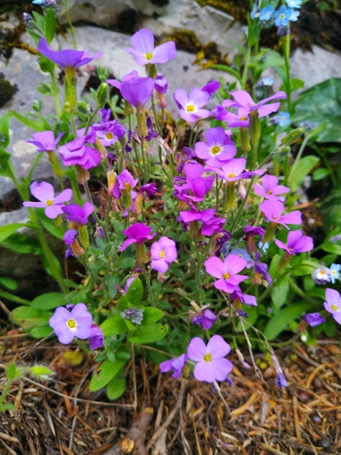 Aubrieta deltoidea (purple rock cress)