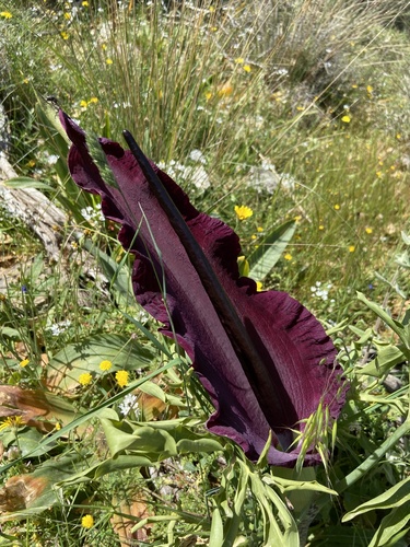 Dracunculus vulgaris (dragon arum) (alternate view 8)