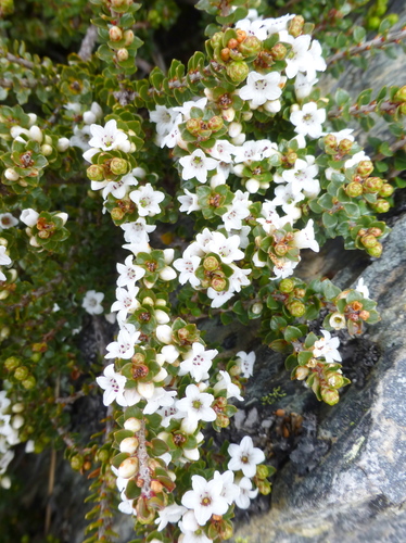 Epacris microphylla (Coral Heath) (alternate view 2)