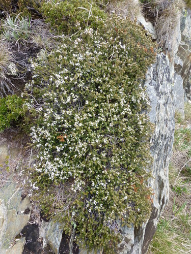 Epacris microphylla (Coral Heath) (alternate view 3)