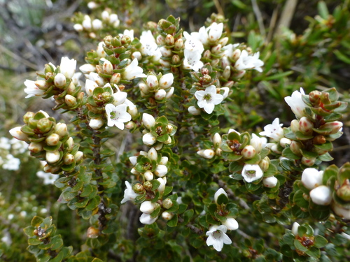 Epacris microphylla (Coral Heath) (alternate view 4)