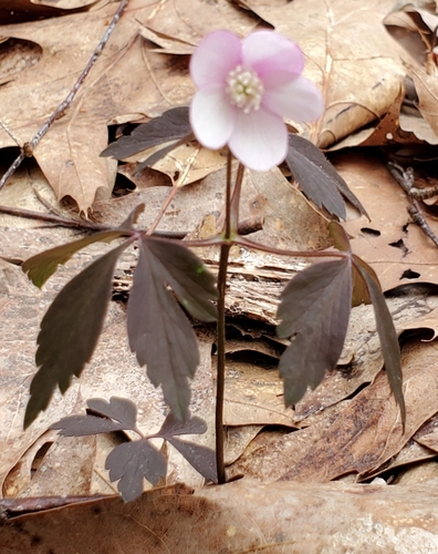 Anemonoides quinquefolia (wood anemone)