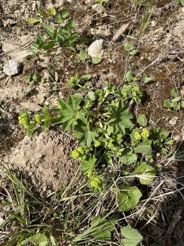 Alchemilla vulgaris (Lady's-mantle)