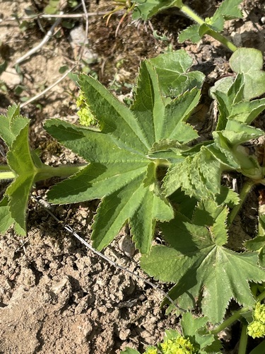 Alchemilla vulgaris (Lady's-mantle)