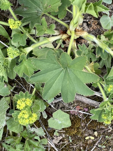 Alchemilla vulgaris (Lady's-mantle)