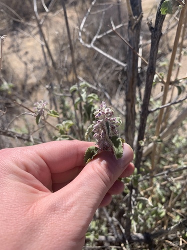 Condea emoryi (desert lavender) (alternate view 6)