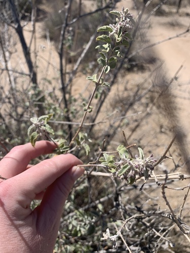 Condea emoryi (desert lavender) (alternate view 7)