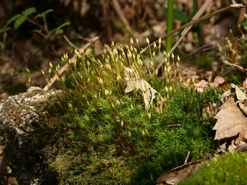 Polytrichum formosum (Bank Haircap Moss)