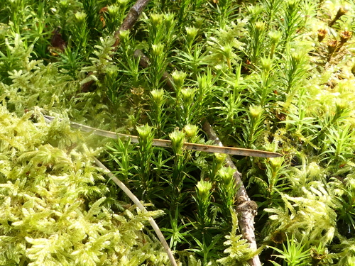 Polytrichum formosum (Bank Haircap Moss)