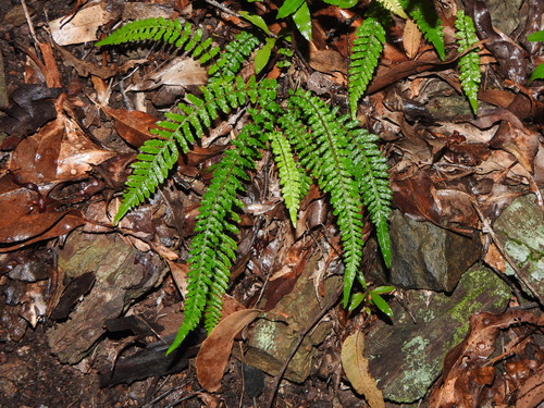 Doodia caudata (Small Rasp Fern) (alternate view 5)