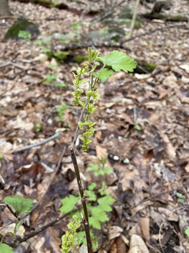 Ribes rubrum (Red Currant)