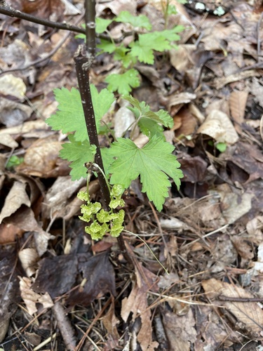 Ribes rubrum (Red Currant)