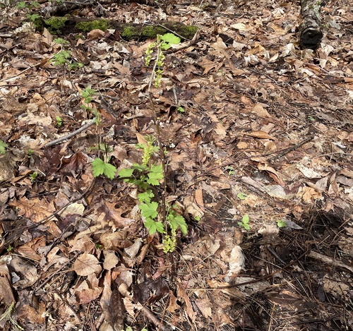 Ribes rubrum (Red Currant)