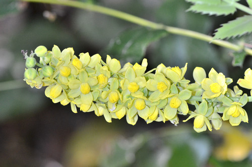 Berberis nervosa (Oregon-grape)