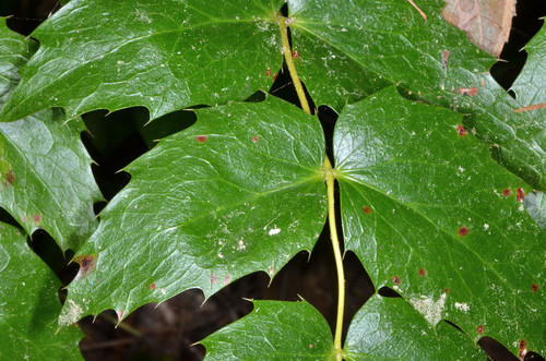 Berberis nervosa (Oregon-grape)