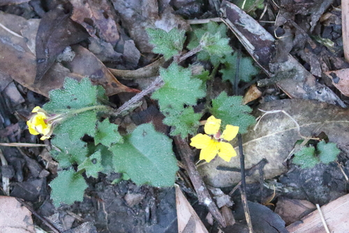 Goodenia rotundifolia (Star Goodenia) (alternate view 8)