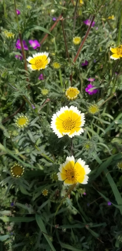 Layia platyglossa (tidy tips) (alternate view 10)