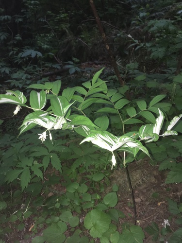 Prosartes hookeri (Hooker's Fairy Bells) (alternate view 4)