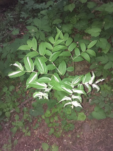 Prosartes hookeri (Hooker's Fairy Bells) (alternate view 5)