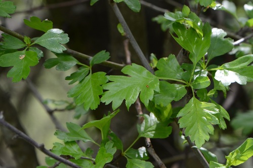 Crataegus monogyna (common hawthorn) (alternate view 10)