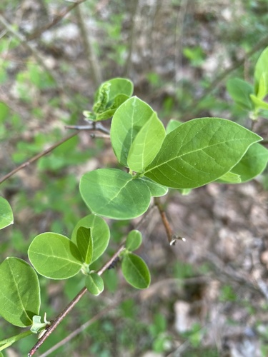 Dirca palustris (eastern leatherwood) (alternate view 8)