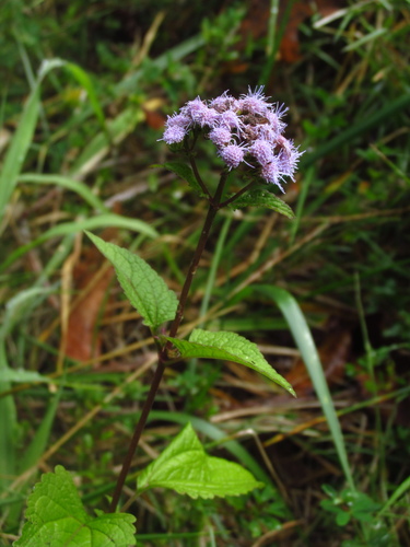 Conoclinium (mistflowers)