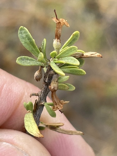 Lycium andersonii (Anderson Thornbush) (alternate view 4)