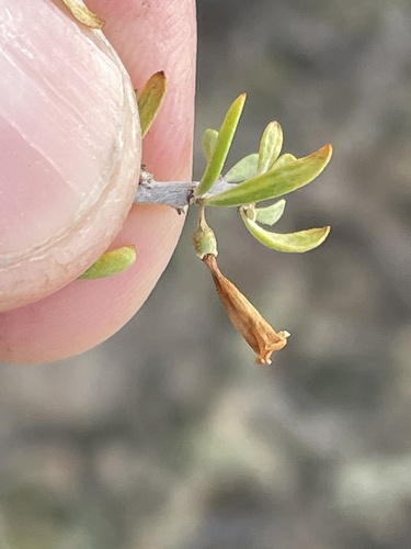 Lycium andersonii (Anderson Thornbush) (alternate view 5)