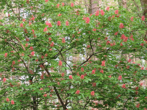 Aesculus pavia (Red Buckeye)