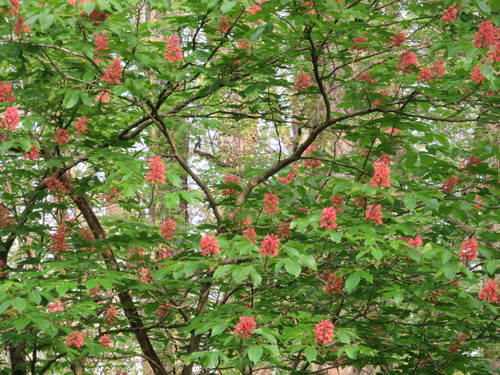 Aesculus pavia (Red Buckeye)
