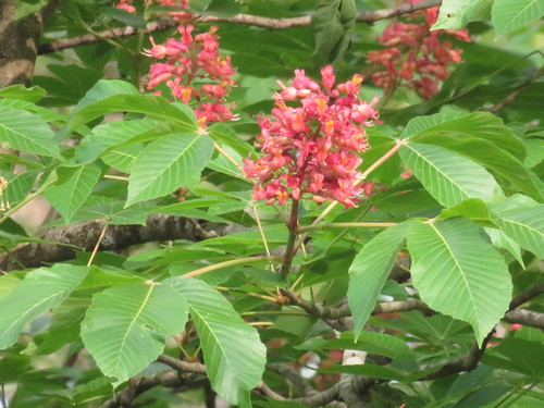 Aesculus pavia (Red Buckeye)