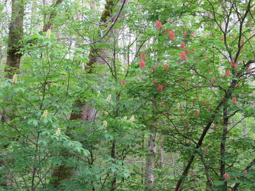 Aesculus pavia (Red Buckeye)