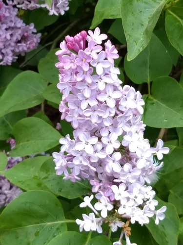 Syringa vulgaris (lilac, common lilac)