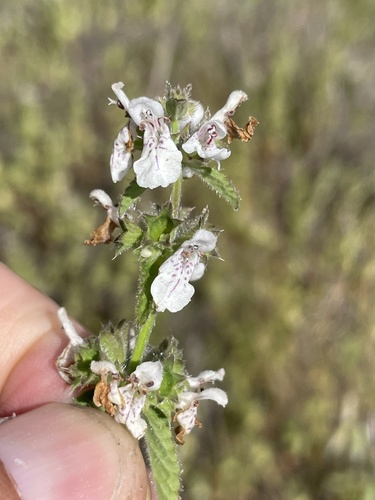 Stachys rigida (Rough Hedgenettle) (alternate view 7)