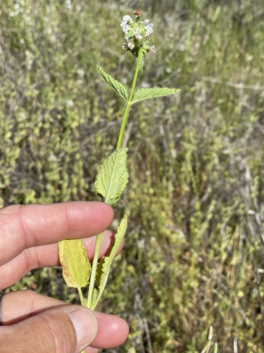 Stachys rigida (Rough Hedgenettle) (alternate view 8)
