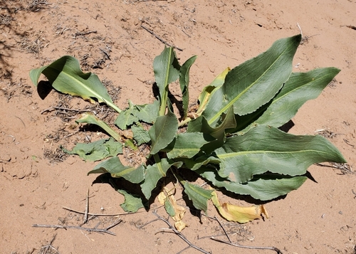 Rumex hymenosepalus (Canaigre Dock) (alternate view 5)