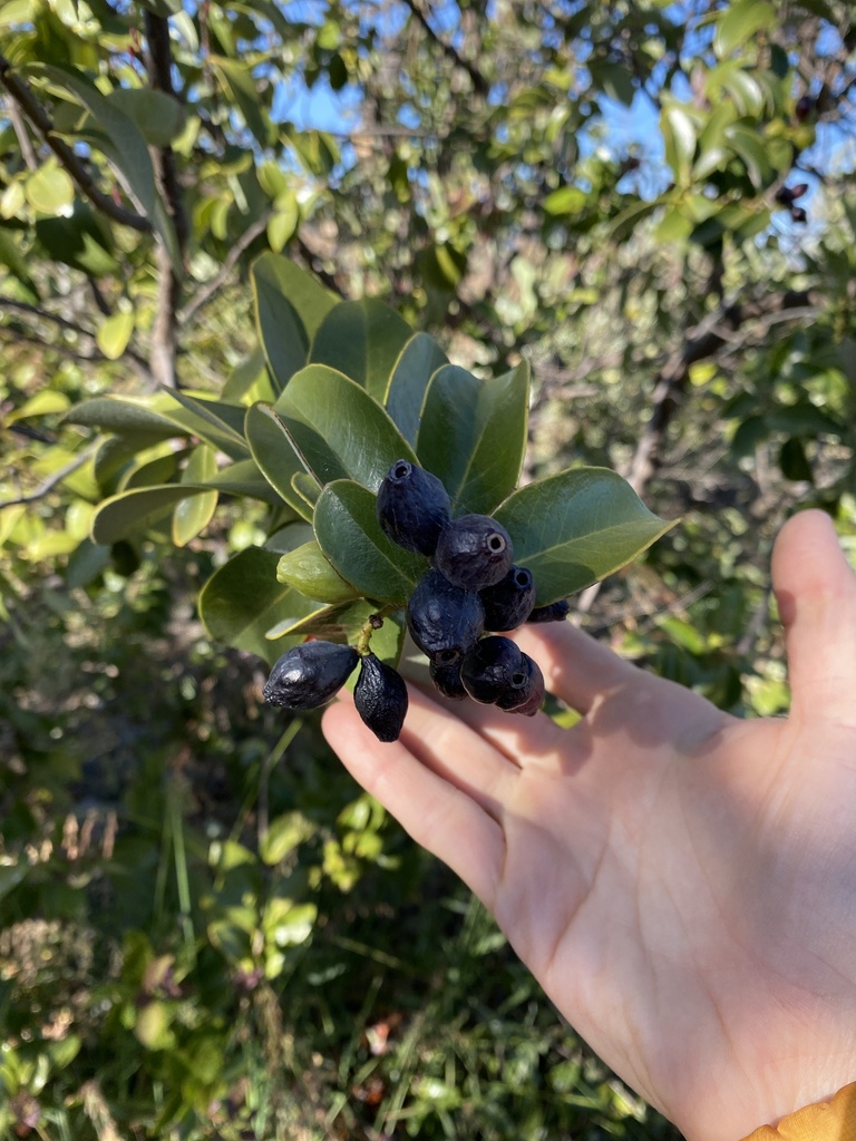 Santalum paniculatum, Hawaiian sandalwood — upright evergreen (Santalaceae) (image 9 of 10)