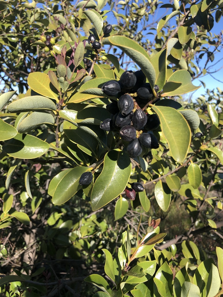 Santalum paniculatum, Hawaiian sandalwood — upright evergreen (Santalaceae) (image 10 of 10)