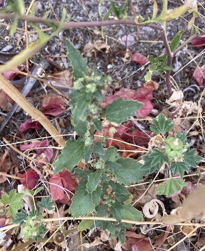 Chenopodiastrum murale (nettle-leaved goosefoot) (alternate view 2)