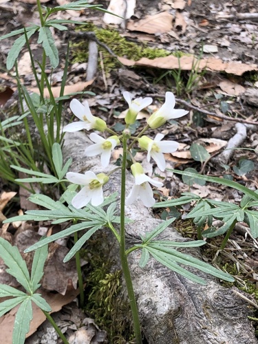 Cardamine concatenata (cut-leaved toothwort)