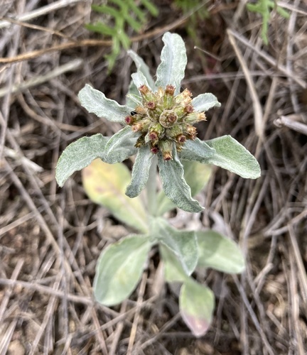 Gamochaeta (Everlastings and Cudweeds)