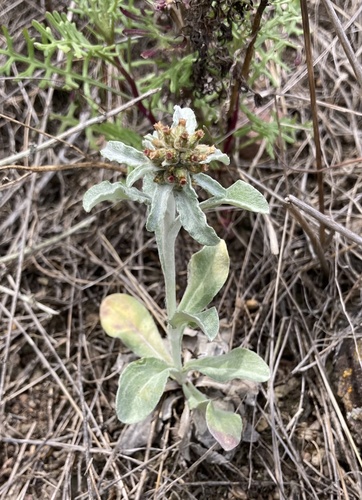 Gamochaeta (Everlastings and Cudweeds) (alternate view 2)